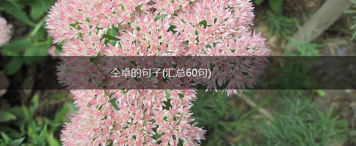 仝卓的句子(汇总60句),第1张