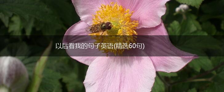 以后看我的句子英语(精选60句),第1张