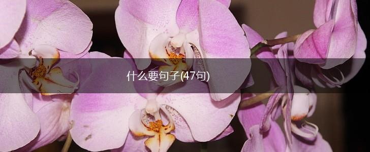 什么要句子(47句),第1张