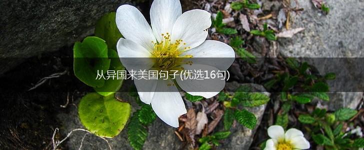 从异国来美国句子(优选16句),第1张