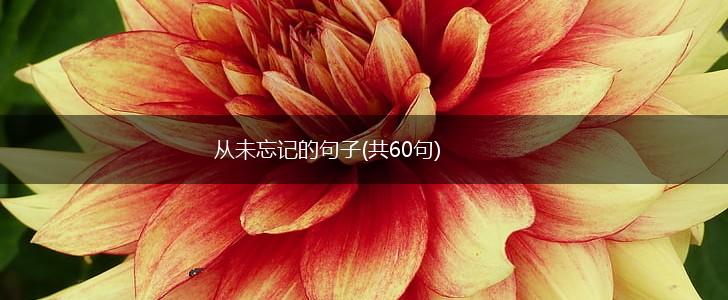 从未忘记的句子(共60句),第1张