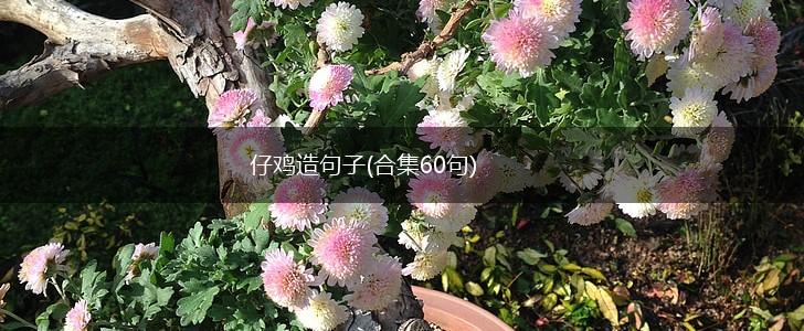仔鸡造句子(合集60句),第1张
