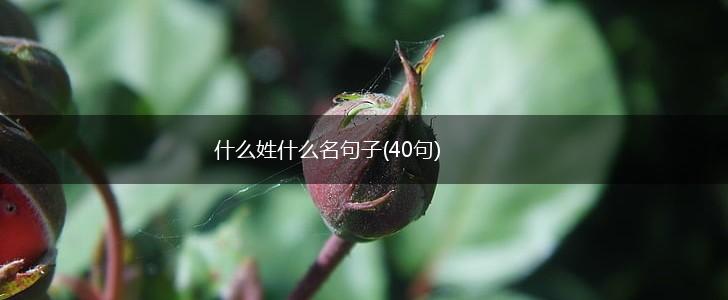 什么姓什么名句子(40句),第1张