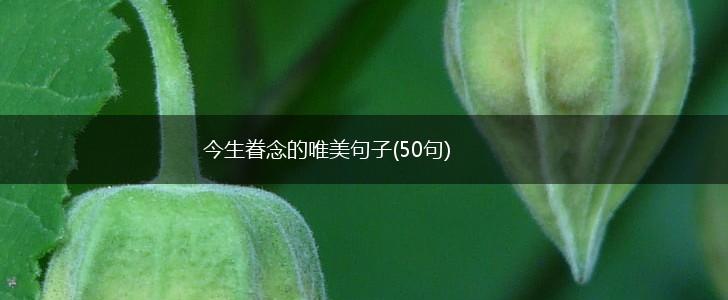今生眷念的唯美句子(50句),第1张