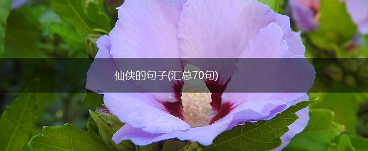 仙侠的句子(汇总70句),第1张