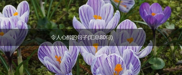 令人心醉的句子(汇总80句),第1张