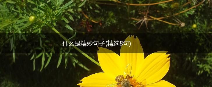 什么是精妙句子(精选8句),第1张