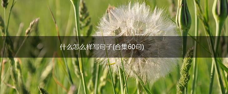 什么怎么样写句子(合集60句),第1张