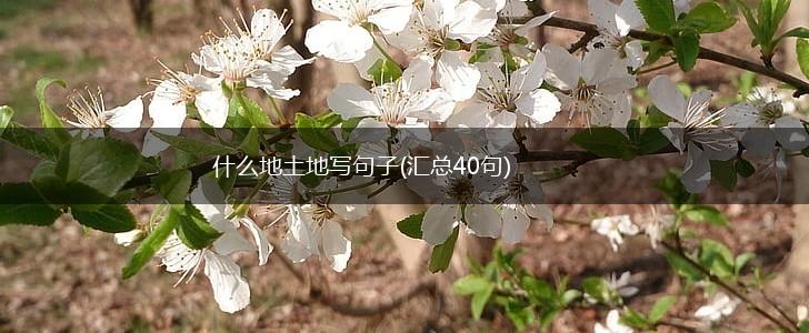 什么地土地写句子(汇总40句),第1张