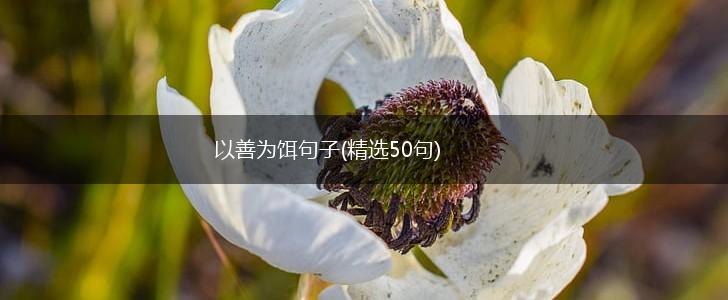 以善为饵句子(精选50句),第1张