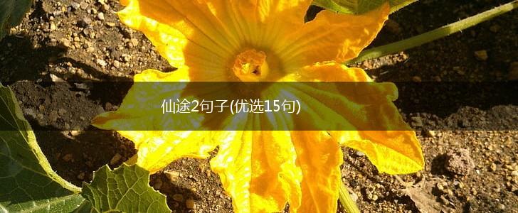 仙途2句子(优选15句),第1张