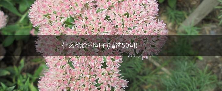 什么徐徐的句子(精选50句),第1张 什么徐徐的句子(精选50句),第1张