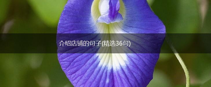 介绍店铺的句子(精选36句),第1张