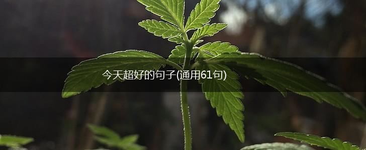 今天超好的句子(通用61句),第1张