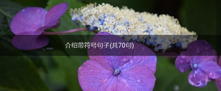 介绍带符号句子(共70句),第1张