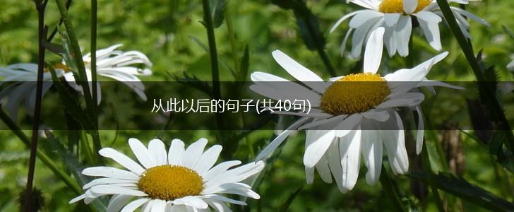 从此以后的句子(共40句),第1张