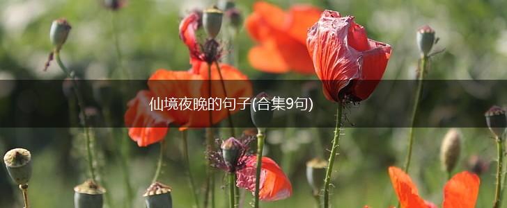仙境夜晚的句子(合集9句),第1张